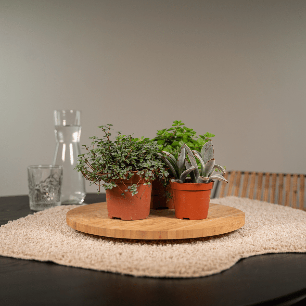 Everspring - Succulenten Mix - 10 cm - Ø8,5 - 18
