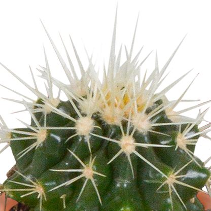 Cactus en vetplanten mix 5.5 cm | 15 stuks - in terracotta pot