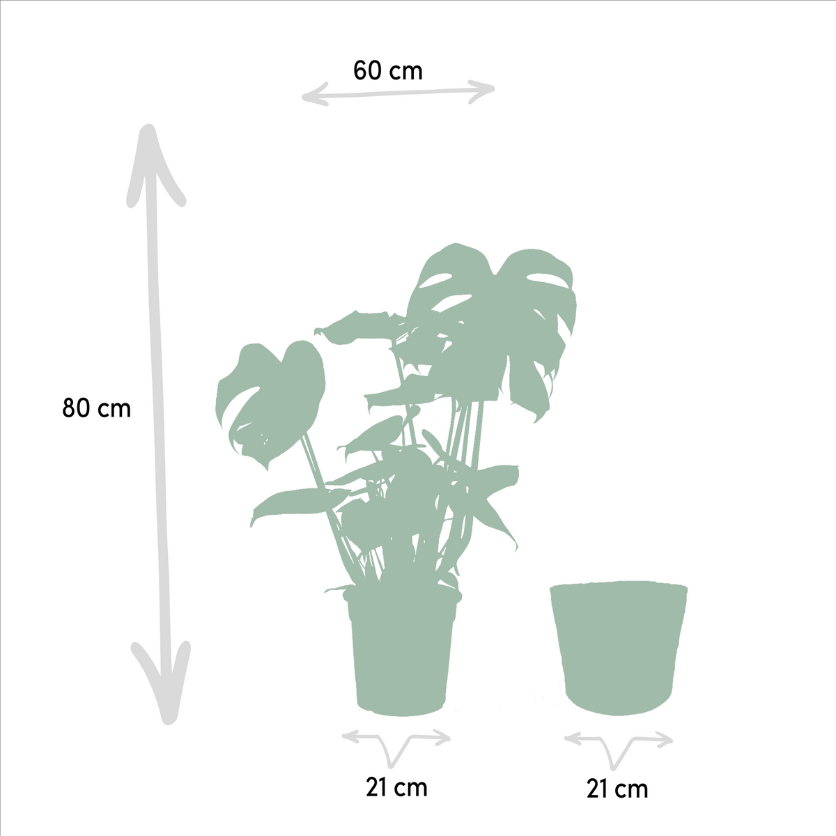 Strelitzia Nicolai - Ø19cm - ↕85cm + Monstera Deliciosa - Ø21cm - ↕75cm + Mand Selin
