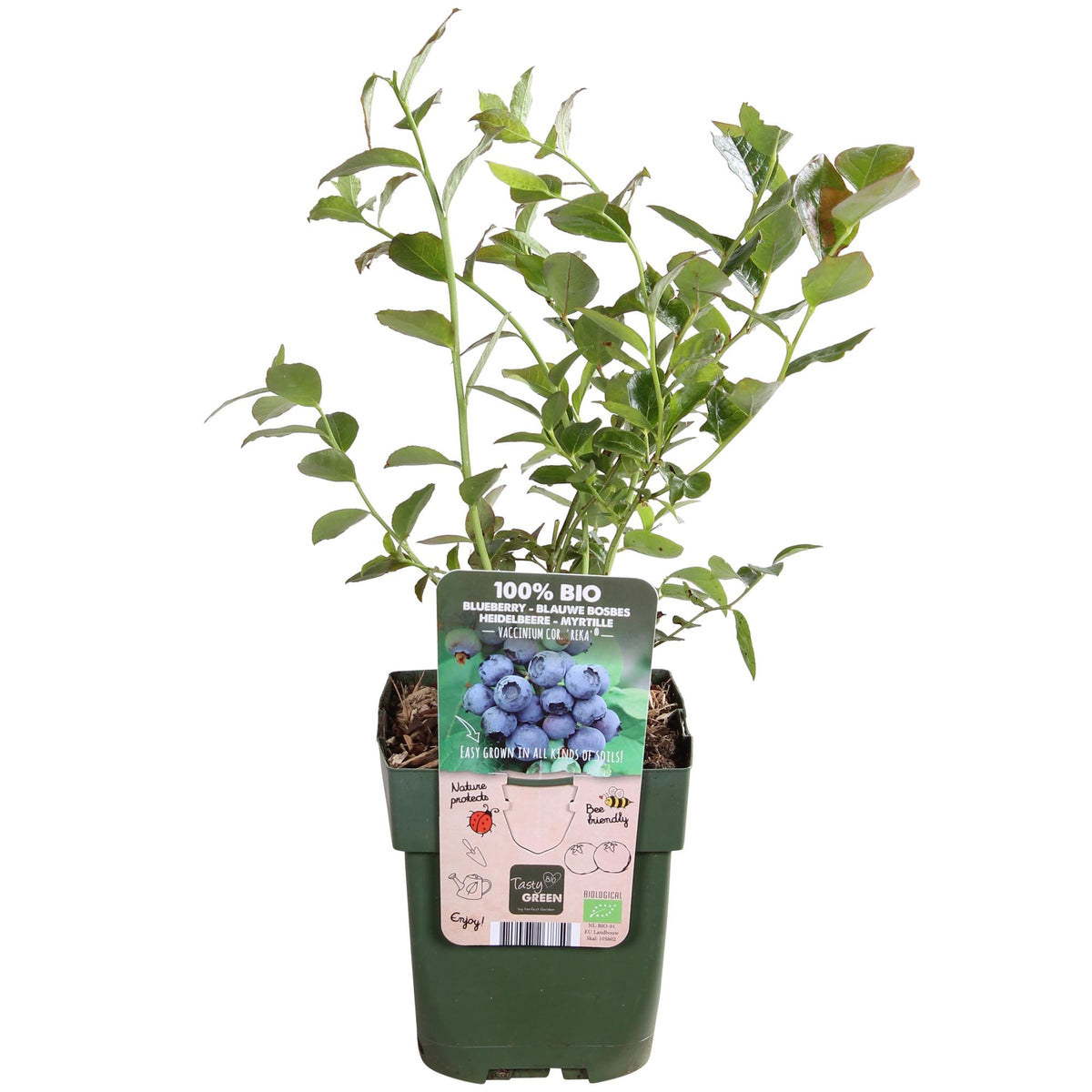 Vaccinium corymbosum 'Reka' - Blauwe bes - Ø13cm - ↕30cm