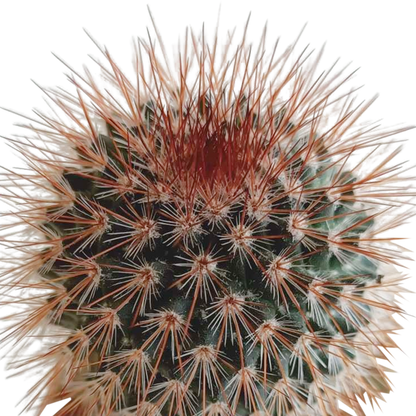Cactus mix 5.5 cm - 5x - in Mexicaanse pot