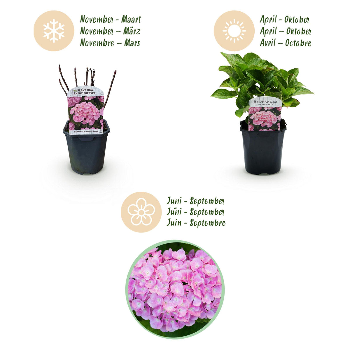 Hortensia - Hydrangea macrophylla Roze - Bloem Roze - 3 Planten - 1 m2 - Bladverliezend - Weinig Onderhoud - Pot 17cm Hoogte 30cm
