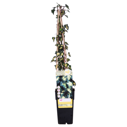 Hedera helix 'Goldheart' - Ø15cm - ↕65cm