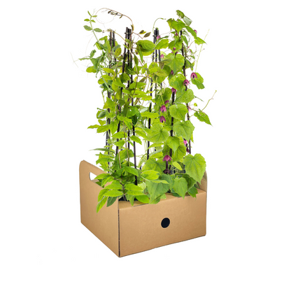 4x Mix Set uit Kletterpflanten: Rhodochiton, Cobea, Lathyrus & Ipomoea Ø13 cm - ↕60 cm