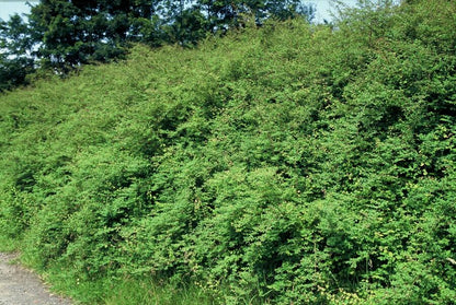6x Symphoricarpos ch. 'Hancock' - ↕10-25cm - Ø9cm