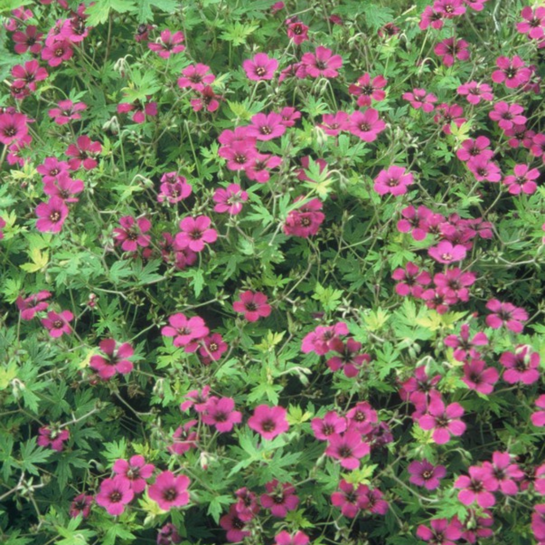12x Geranium macr. 'Bevan's Variety' - ↕10-25cm - Ø9cm