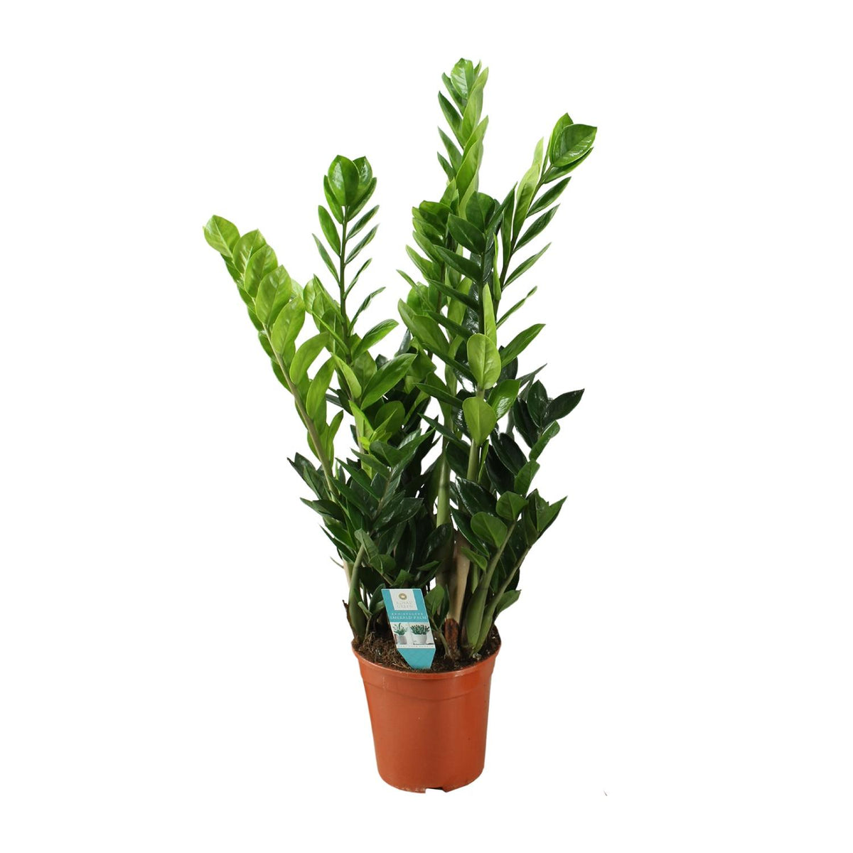 Zamioculcas 21cm - Ø21cm - ↕75cm
