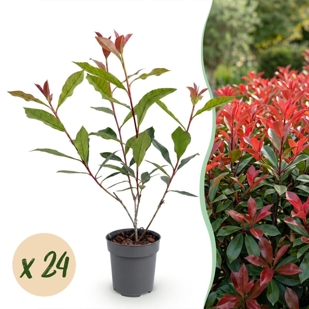 24x Photinia fraseri Carre Rouge - Glansmispel - Haagplanten - Groenblijvend - Rood - Pot 9cm - Hoogte 25-35cm