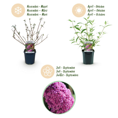 Tuinplant - Buddleja davidii Pink Delight - Vlinderstruik - Winterhard - Roze - 1 Plant - Pot 17cm - Hoogte 45cm