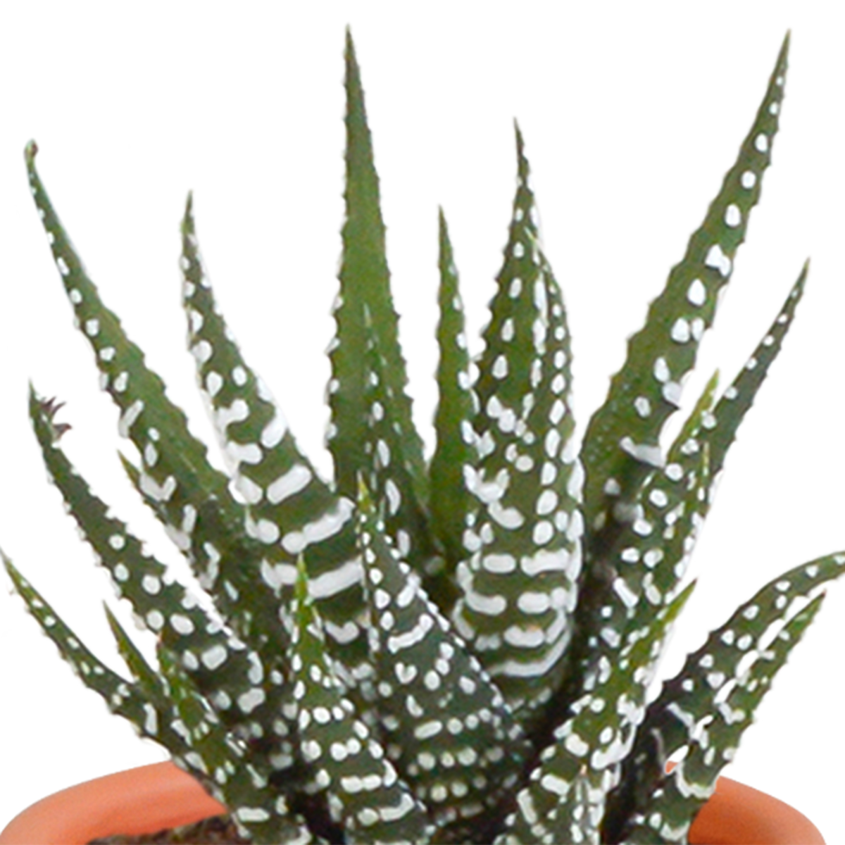 Cactus en vetplanten mix 5.5 cm | 15 stuks - in terracotta pot