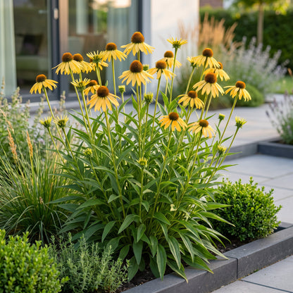 Vasteplant - Echinacea paradoxa - Zonnehoed - Bijen- en vlinderlokkers - Geel - 6 Planten - Pot 11cm - Hoogte 15-25cm