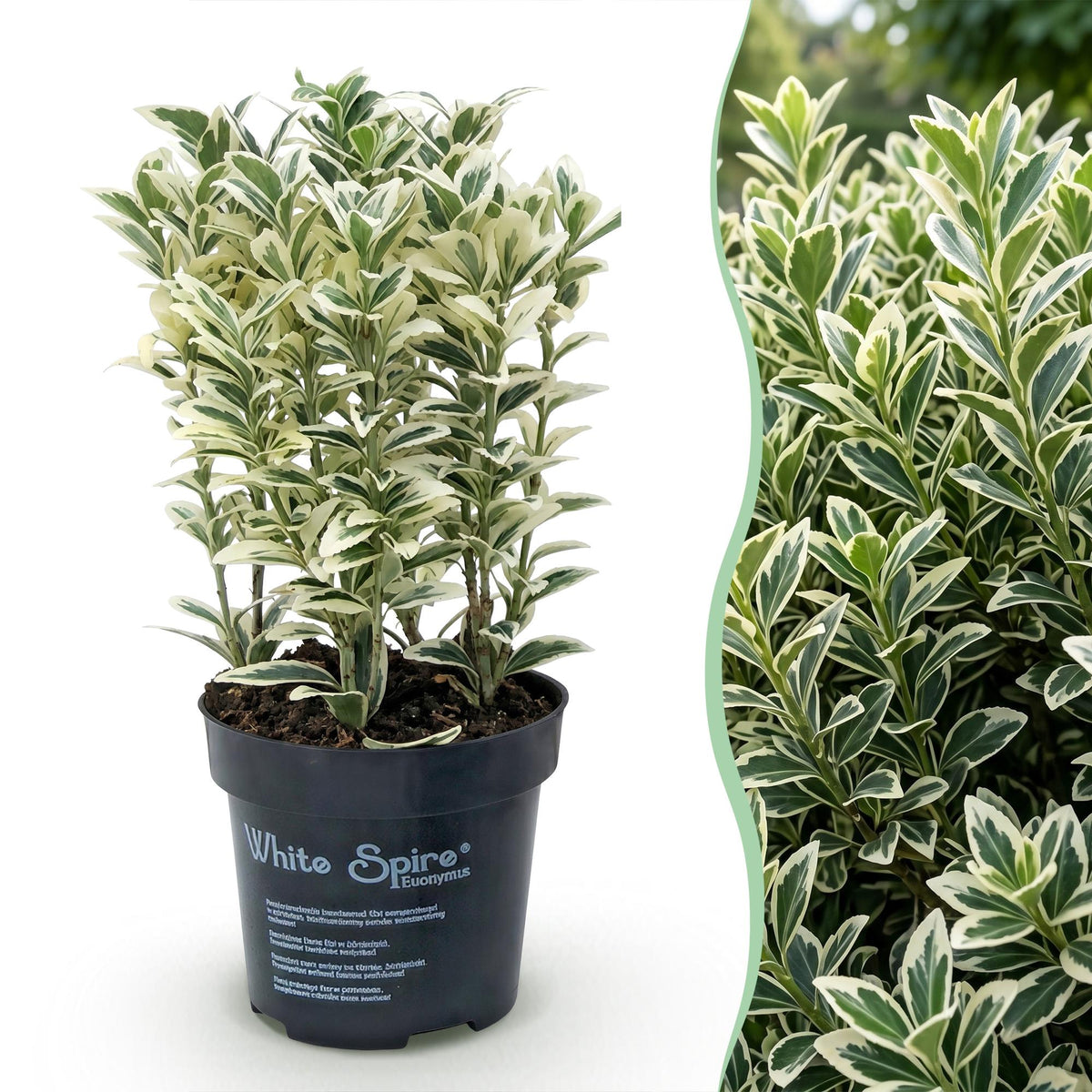 24x Euonymus japonicus White Spire - Kardinaalsmuts - Haagplanten - Groenblijvend - Wit - Groen - Pot 9cm - Hoogte 20-30cm