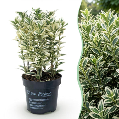 24x Euonymus japonicus White Spire - Kardinaalsmuts - Haagplanten - Groenblijvend - Wit - Groen - Pot 9cm - Hoogte 20-30cm