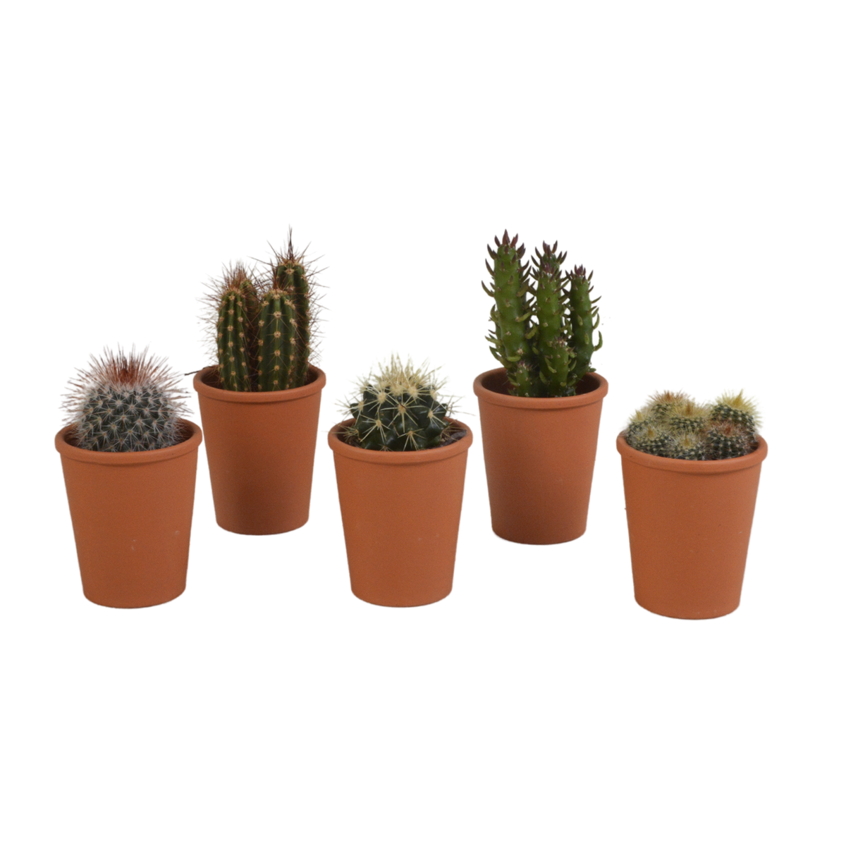 Cactus mix 5.5 cm - 5x - in terracotta pot
