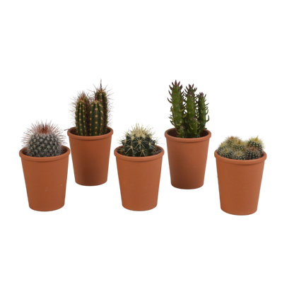 Cactus mix 5.5 cm - 5x - in terracotta pot