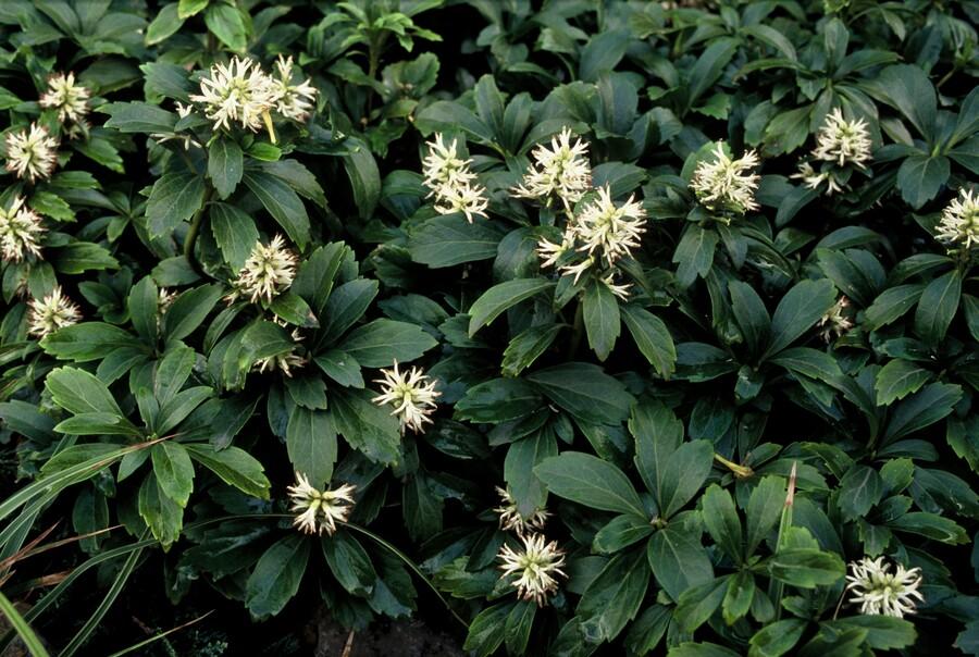 60x Pachysandra term. 'Green Sheen' - ↕10-25cm - Ø9cm