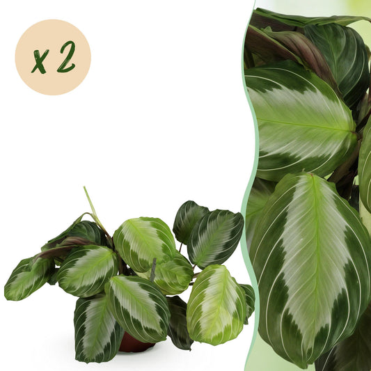 Kamerplant - Maranta Fascinator Silverband - Gebedsplant - Huisdiervriendelijk - Groen - 2 Planten - Pot 12cm - Hoogte 30-35cm