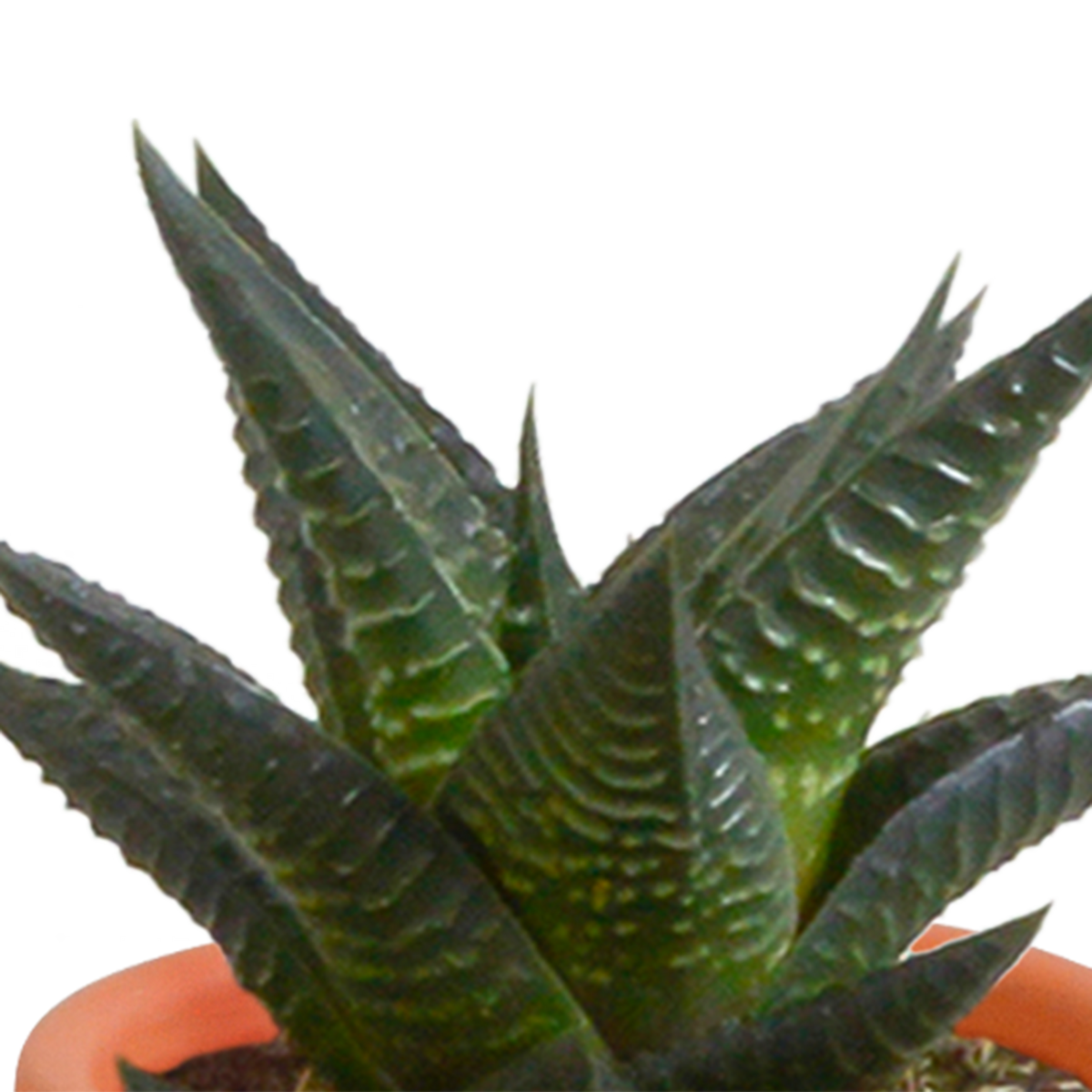 Cactus en vetplanten mix 5.5 cm | 15 stuks - in Mexicaanse pot