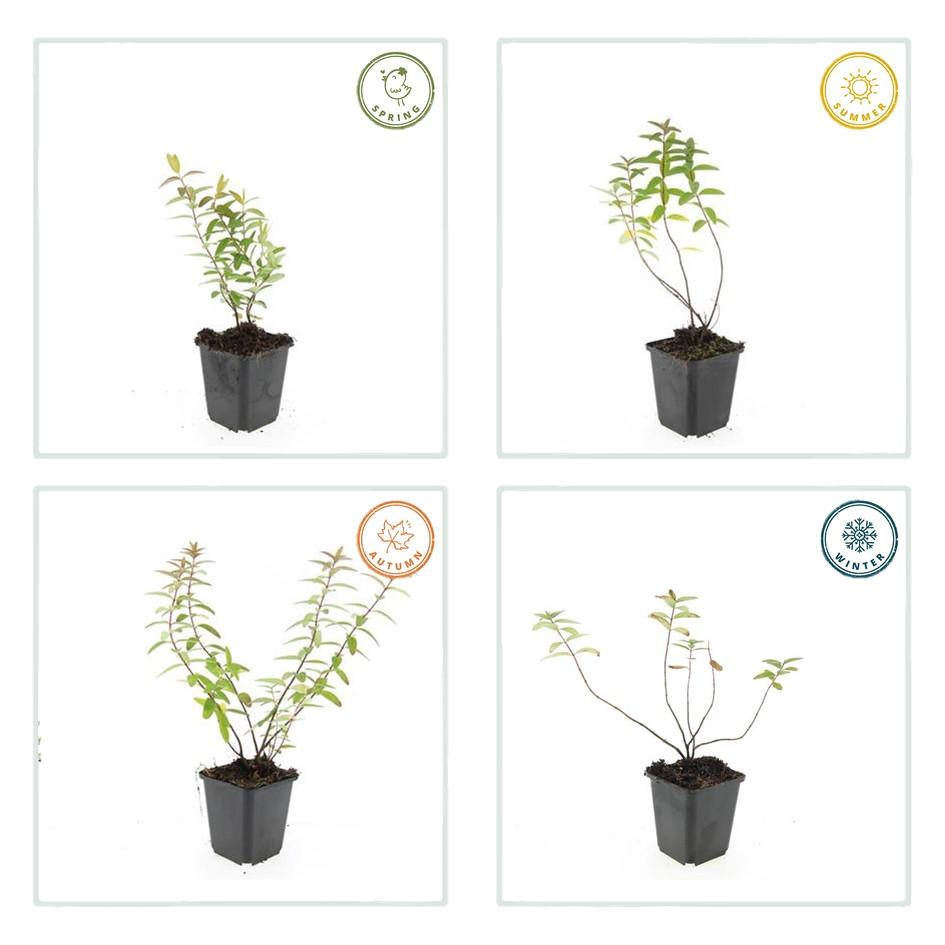 6x Hypericum 'Hidcote' - ↕10-25cm - Ø9cm