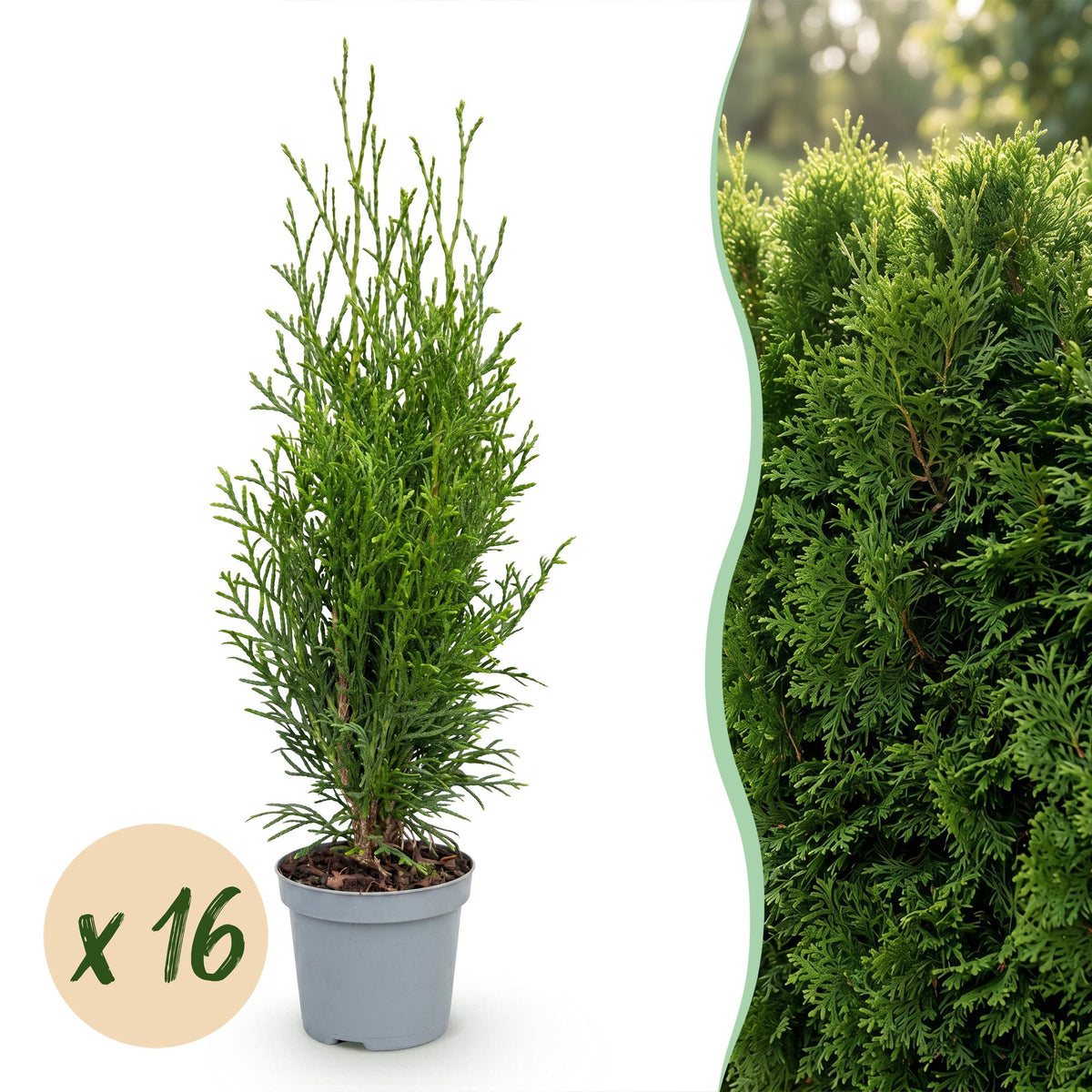 16x Thuja occidentalis Smaragd - Levensboom - Haagplanten - Groenblijvend - Groen - Pot 9cm - Hoogte 20-30cm