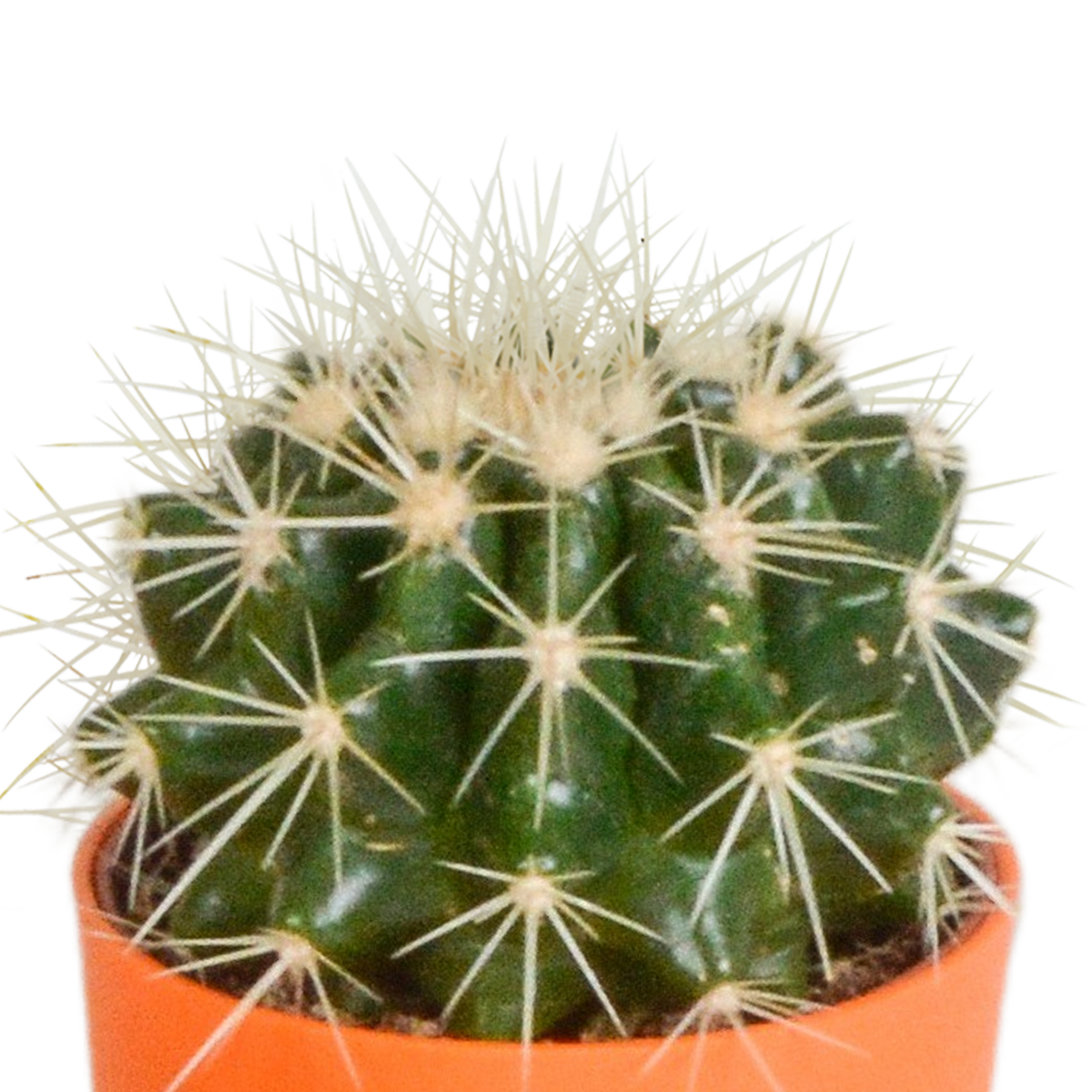 Cactus mix 5.5 cm - 5x - in gekleurde plasticpot