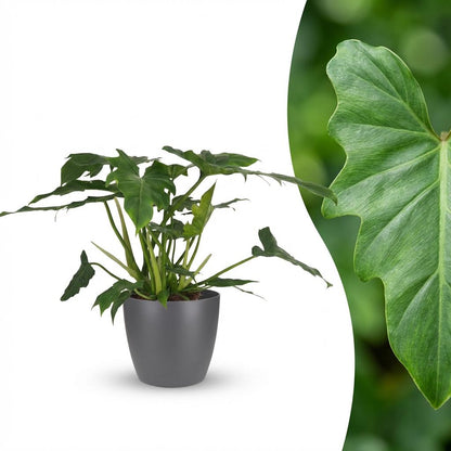 Kamerplant - Philodendron - Philodendron Lacerum - Groen - Weinig onderhoud - 1 Plant - met Potter Grijs - Pot 19cm - Hoogte 65cm