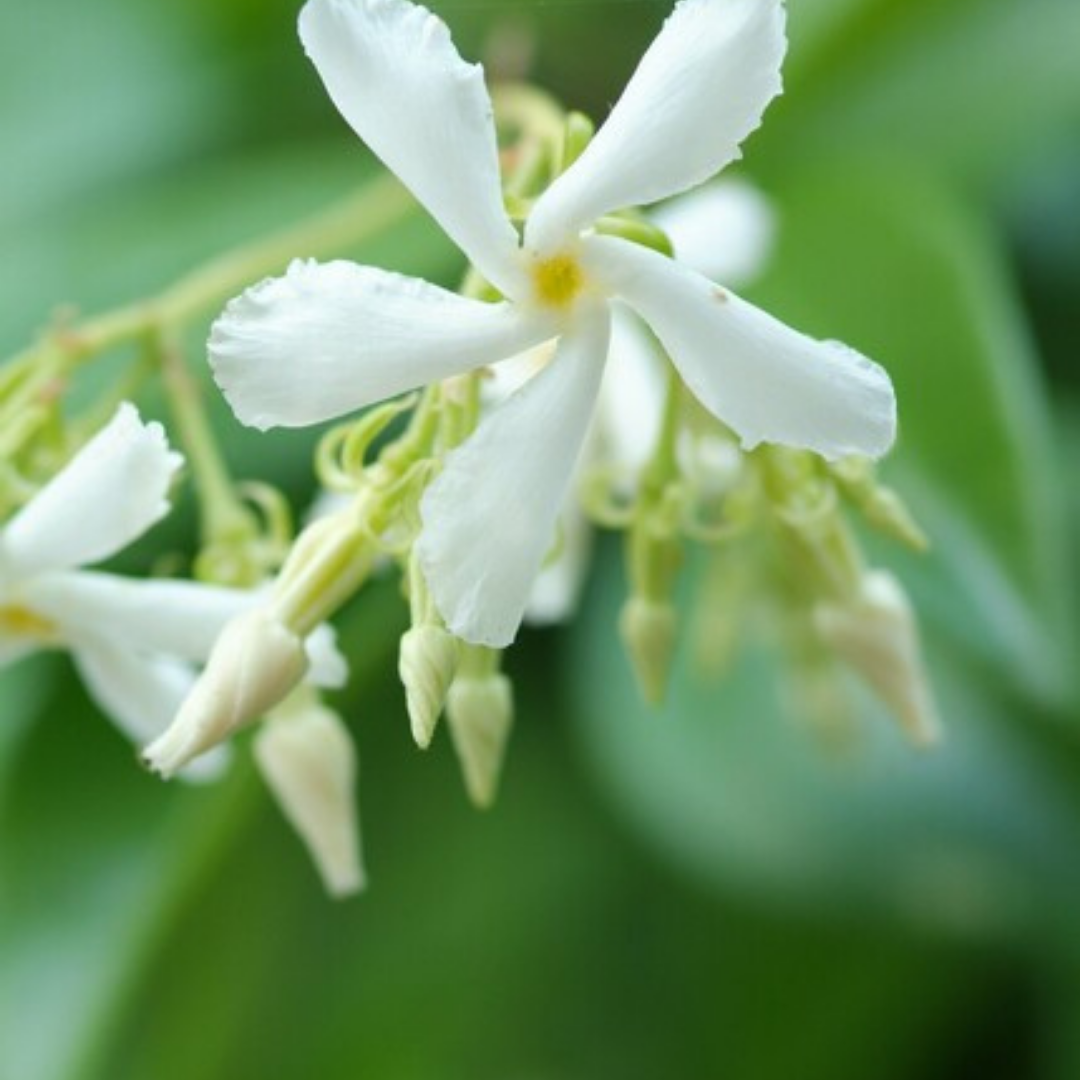 Trachelospermum jasminoides – 6 Pluggen | Kweek & Geniet van de Geurige Sterjasmijn