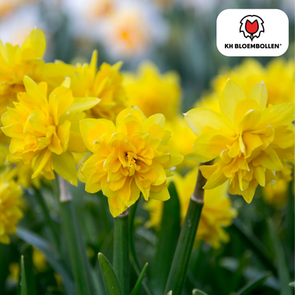 Narcis Tête de Luxe 25 stuks