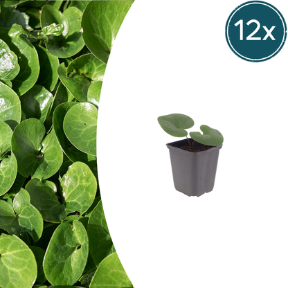 12x Asarum europaeum - ↕10-25cm - Ø9cm