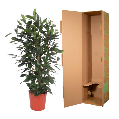 Ficus Cyathistipula struik - 180 cm - ø34