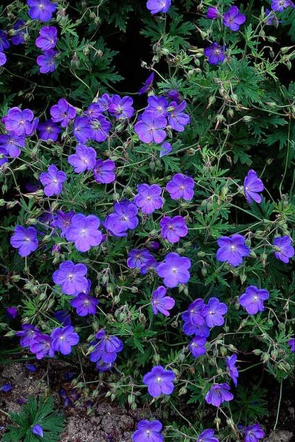 6x Geranium 'Johnson's Blue' - ↕10-25cm - Ø9cm