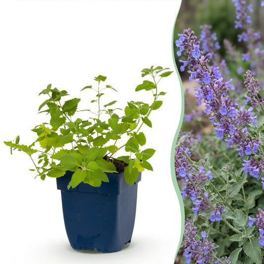Vasteplant - Nepeta faassenii 'Six Hills Giant' - Kattenkruid - Bijen- en vlinderlokkers - Paars - 6 Planten - Pot 11cm - Hoogte 15-25cm