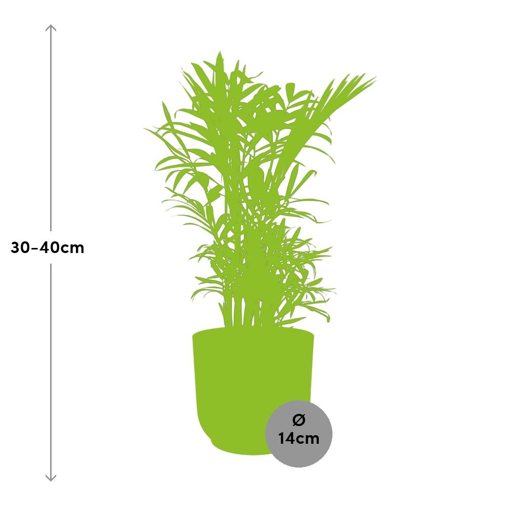 Chamaedorea Elegans in ELHO Vibes Fold 14cm geel