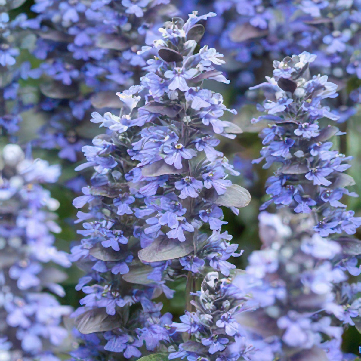 60x Ajuga reptans 'Burgundy Glow' - ↕10-25cm - Ø9cm