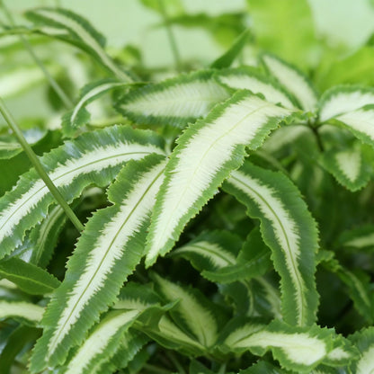 Kamerplant - Pteris cretica Albolineata - Lintvaren - Huisdiervriendelijke Plant - Groen - 1 Plant - met Potter Grijs - Pot 12cm - Hoogte 20cm