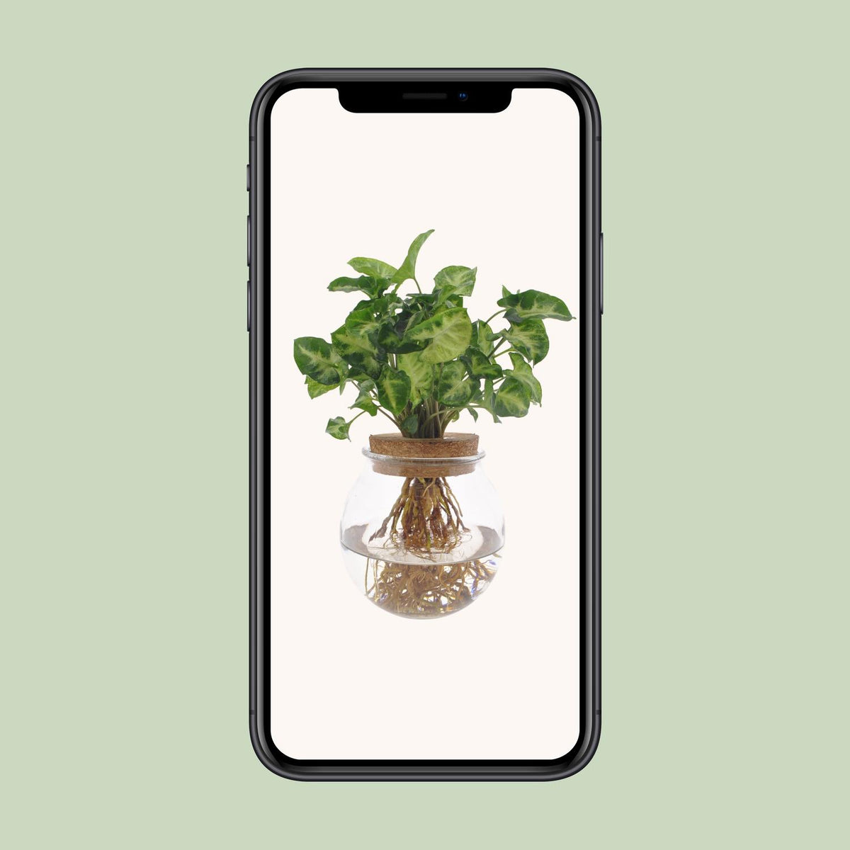 Syngonium Pixie - Ø12cm - ↕30cm