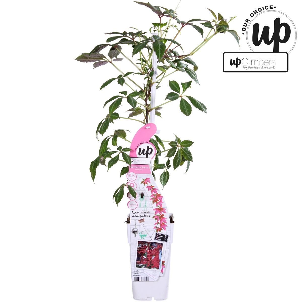 Parthenocissus henryana - Chinese Wilde Wingerd - Ø15cm - ↕65cm