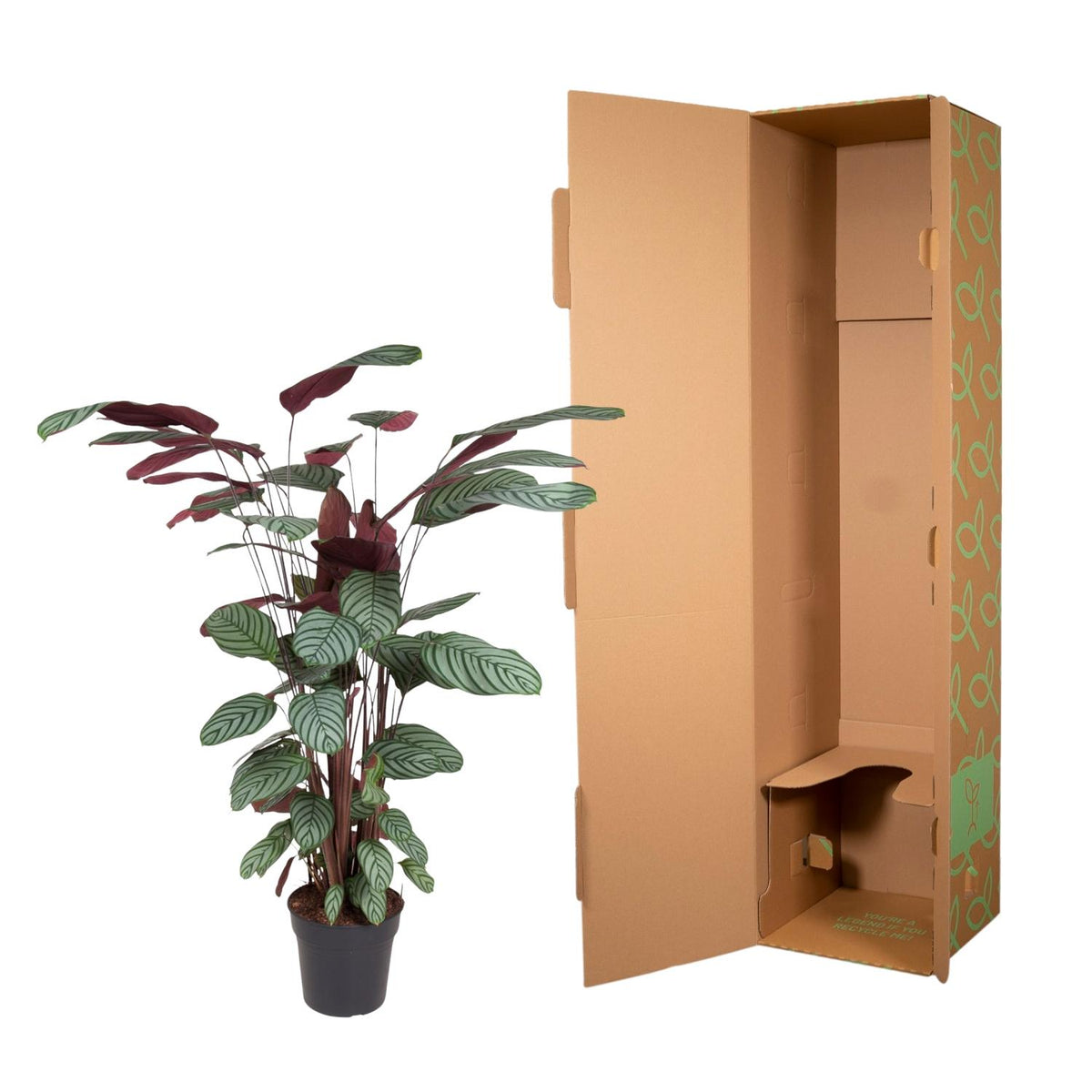 Calathea Oppenheimiana - 130 cm - ø27