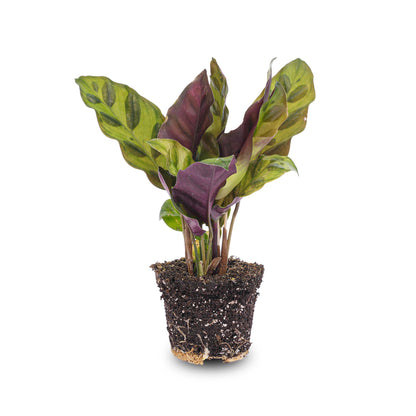 Calathea Lancifolia - Pauwenplant - Terrarium plant - Potmaat 6
