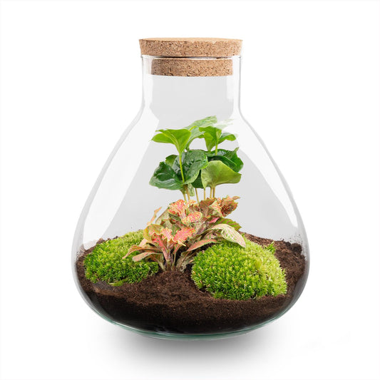 DIY terrarium - Sammie Coffea Red - Ø 22,5 cm ↑ 27 cm - No tools