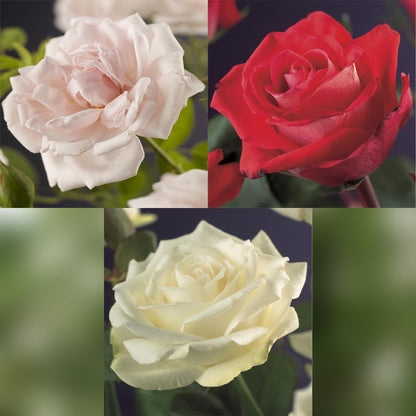 Klimroos - Rosa Tricolour  - Bloemen Roze Wit Rood - Weinig onderhoud - 3 planten - Pot 11cm Hoogte 40cm