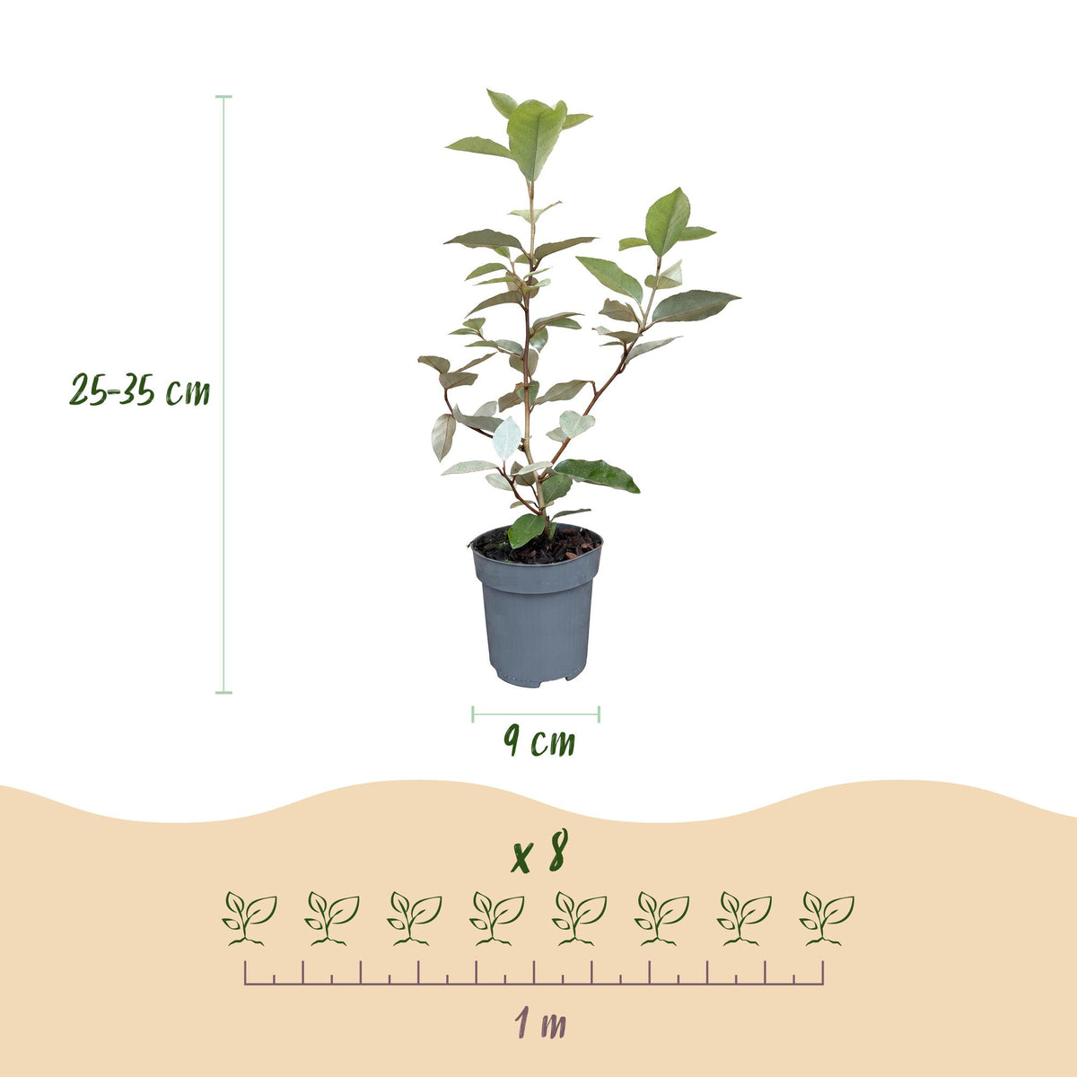 16x Eleagnus ebbingei Compacta - Olijfwilg - Haagplanten - Groenblijvend - Grijs - Pot 9cm - Hoogte 25-35cm