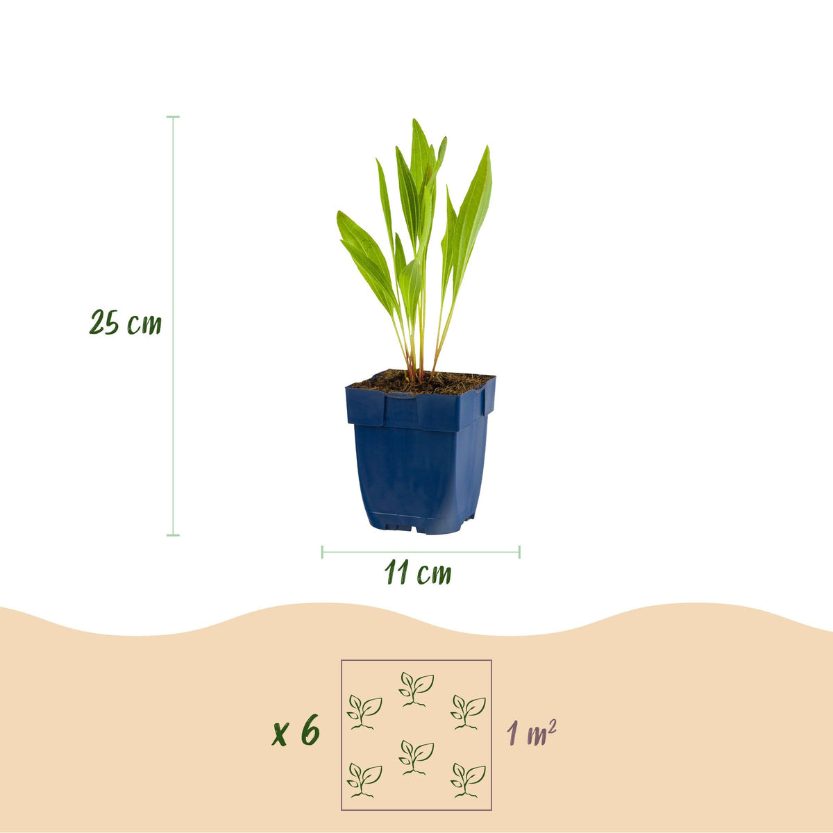 Vasteplant - Echinacea paradoxa - Zonnehoed - Bijen- en vlinderlokkers - Geel - 6 Planten - Pot 11cm - Hoogte 15-25cm