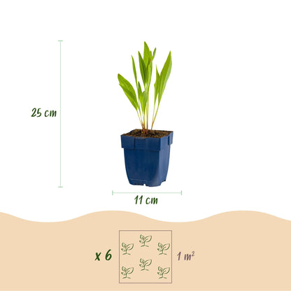 Vasteplant - Echinacea paradoxa - Zonnehoed - Bijen- en vlinderlokkers - Geel - 6 Planten - Pot 11cm - Hoogte 15-25cm