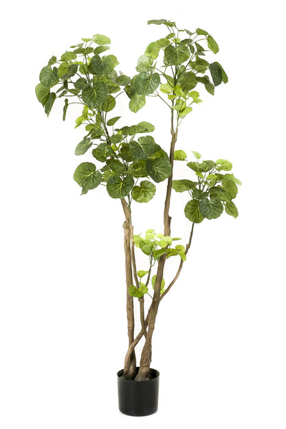 Kunstplant - Polyscias - Aralia - 135 cm