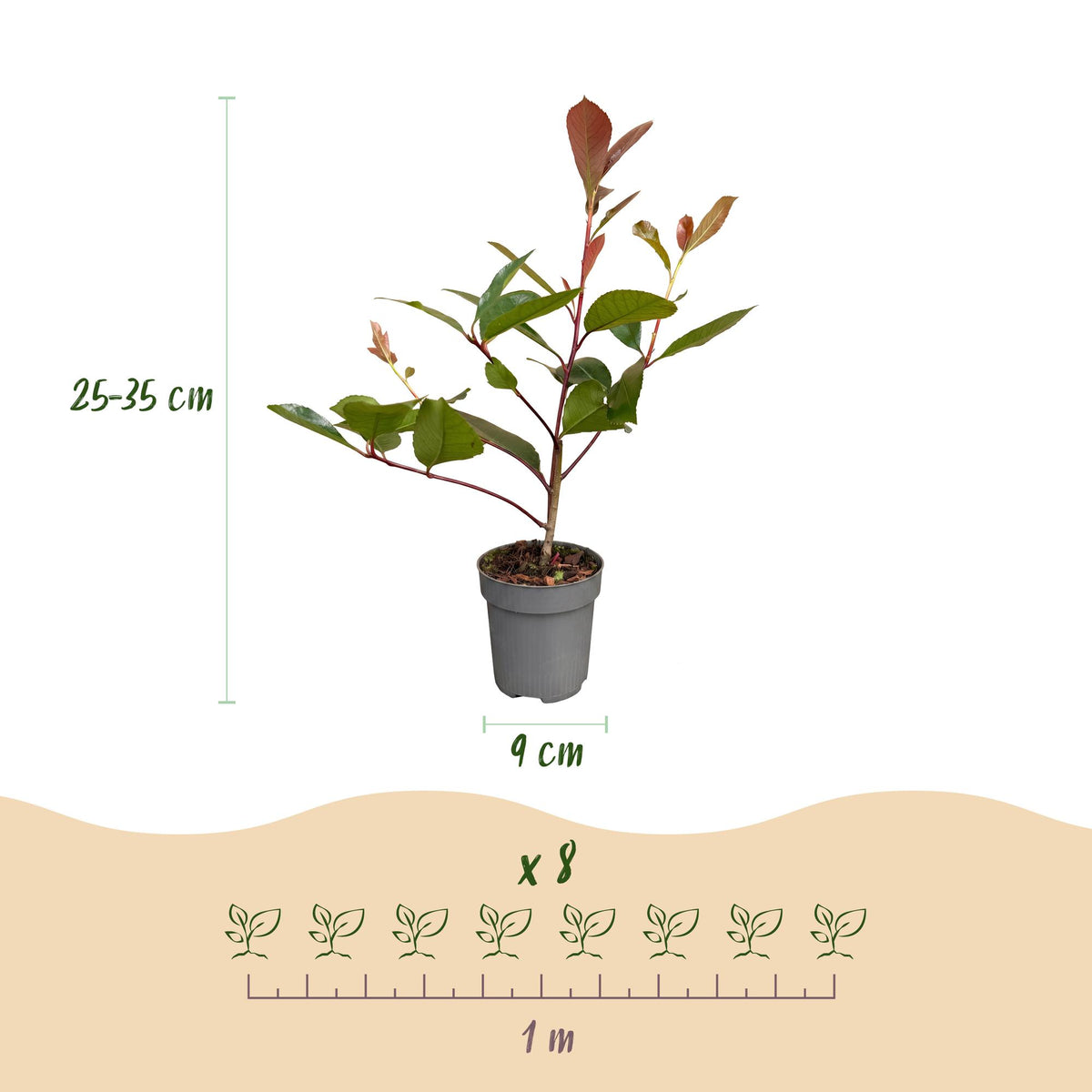 16x Photinia fraseri Red Robin - Glansmispel - Haagplanten - Groenblijvend - Rood - Pot 9cm - Hoogte 25-35cm