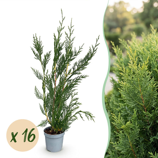 16x Cupressocyparis leylandii 2011 - Leylandii - Haagplanten - Groenblijvend - Groen - Pot 9cm - Hoogte 30-40cm