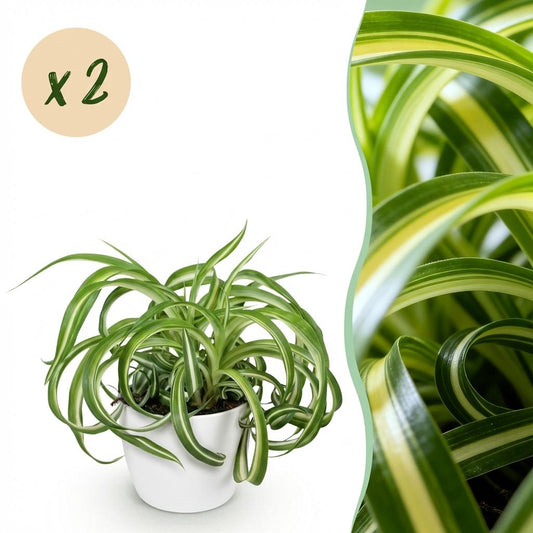 Kamerplant - Chlorophytum comosum Bonnie - Krullende Graslelie - Huisdiervriendelijke Plant - Groen - 2 Planten - met Potter Wit - Pot 12cm - Hoogte 20cm