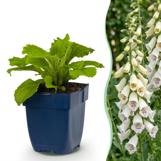 Vasteplant - Digitalis purp. Dalmatian White - Vingerhoedskruid - Schaduw - Wit - 6 Planten - Pot 11cm - Hoogte 15-25cm