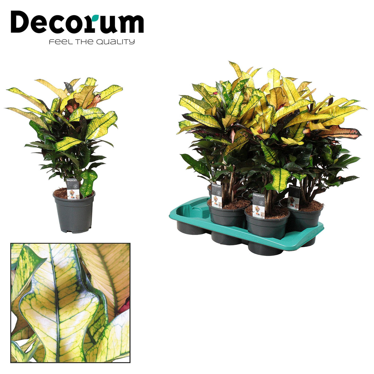 Croton Wilma - Ø17cm - ↕60cm